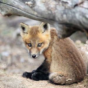 Baby Fox Photography, Baby Fox Print, Baby Fox Art, Woodland Nursery Print, Fox, Baby Animal Photography, Fox Nursery Art, Baby Fox Poster image 2