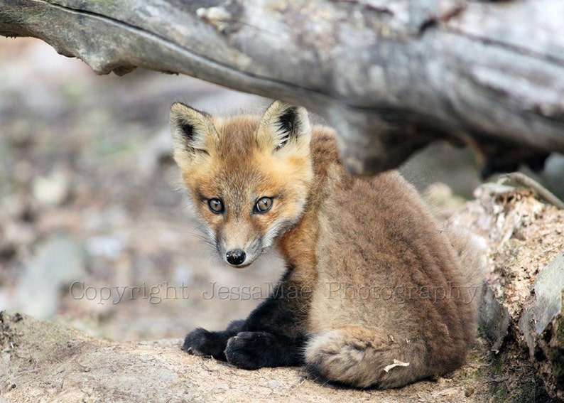 Baby Fox Photography, Baby Fox Print, Baby Fox Art, Woodland Nursery Print, Fox, Baby Animal Photography, Fox Nursery Art, Baby Fox Poster image 2