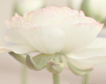 Flower Photo Print, Pastel Flower Print, Shabby Chic Nursery Art, Pink and Craem Nursery, Pink and Mint Art, Pastel Flower Print, Ranunculus