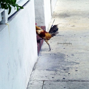 Rooster Art, Key West Art, Rooster Photography, Duval Street, Key West Rooster, Rooster Print, Rooster Wall Art, Key West Print image 1