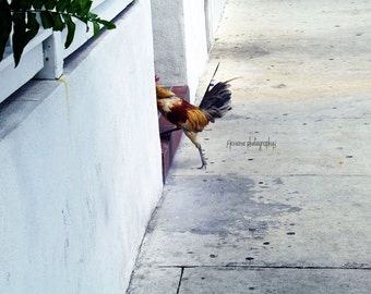 Rooster Art, Key West Art, Rooster Photography, Duval Street, Key West Rooster, Rooster Print, Rooster Wall Art, Key West Print