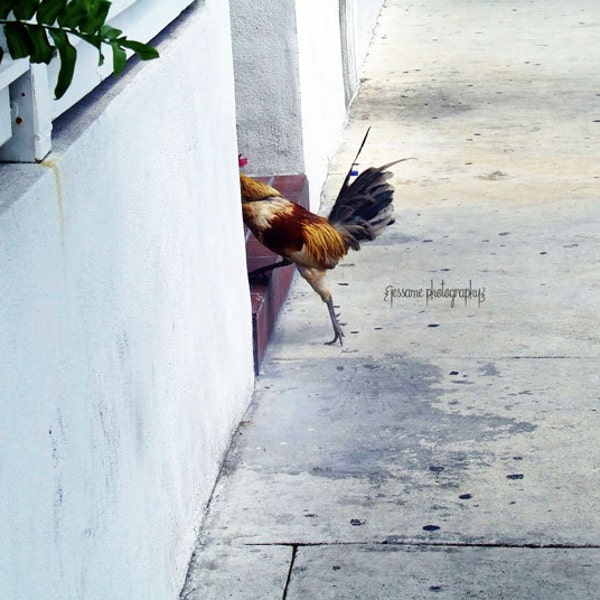 Rooster Art, Key West Art, Rooster Photography, Duval Street, Key West Rooster, Rooster Print, Rooster Wall Art, Key West Print