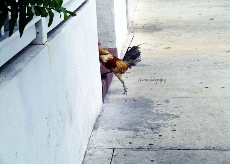 Rooster Art, Key West Art, Rooster Photography, Duval Street, Key West Rooster, Rooster Print, Rooster Wall Art, Key West Print image 1