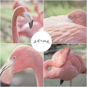 Flamingo Print Set, Pink Flamingo Art, Pink Bird Art, Pink Flamingo Photography Set, Flamingo Wall Art, Pink Art, Flamingo Decor