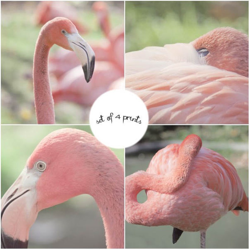 Flamingo Print Set, Pink Flamingo Art, Pink Bird Art, Pink Flamingo Photography Set, Flamingo Wall Art, Pink Art, Flamingo Decor image 1