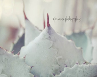 Pastel Blue Succulent Photography Print: Botanical Wall Art