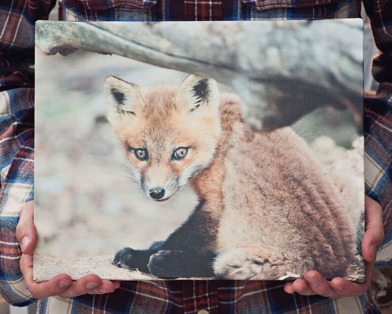 Fox Photography Canvas Gallery Wrap, Fox Art, Fox Nursery Art, Woodland Nursery, Baby Fox Art, Fox Canvas Wrap, Fox Wall Art, Fox Decor image 1