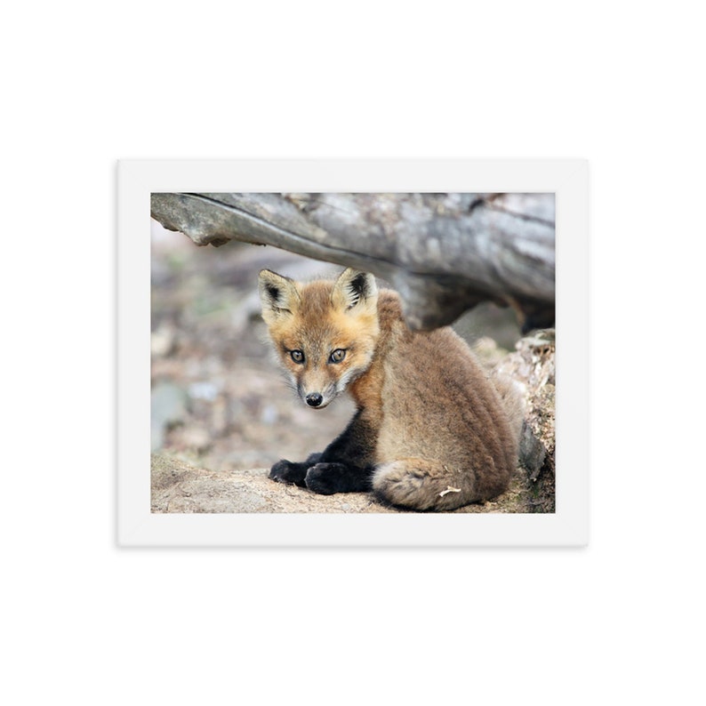 Baby Fox Photography, Baby Fox Print, Baby Fox Art, Woodland Nursery Print, Fox, Baby Animal Photography, Fox Nursery Art, Baby Fox Poster image 1