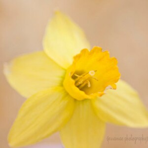 Pu&ograve; includere: Un singolo fiore di narciso giallo con un centro giallo e sei petali. Il fiore &egrave; a fuoco, mentre lo sfondo &egrave; sfocato.