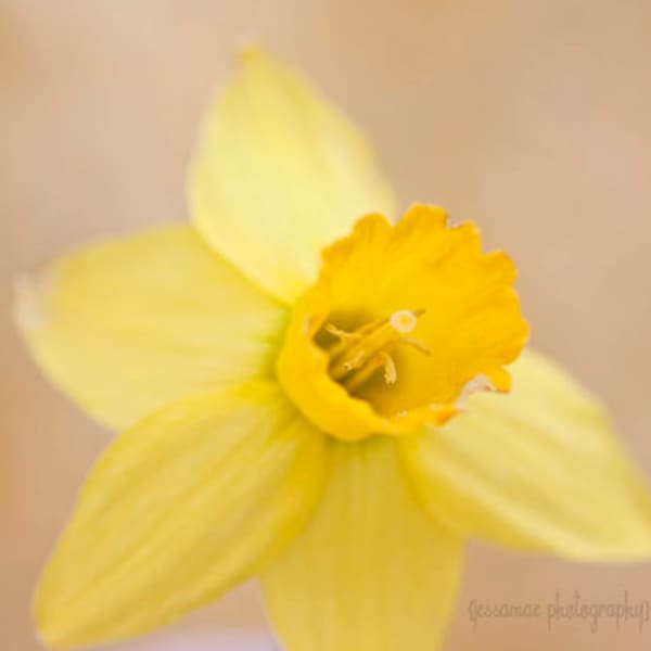 Daffodil Photography, Yellow Flower Print, Daffodil Art, Yellow Flower Art, Yellow Nursery, Daffodil Print, Shabby Chic Art Square Print