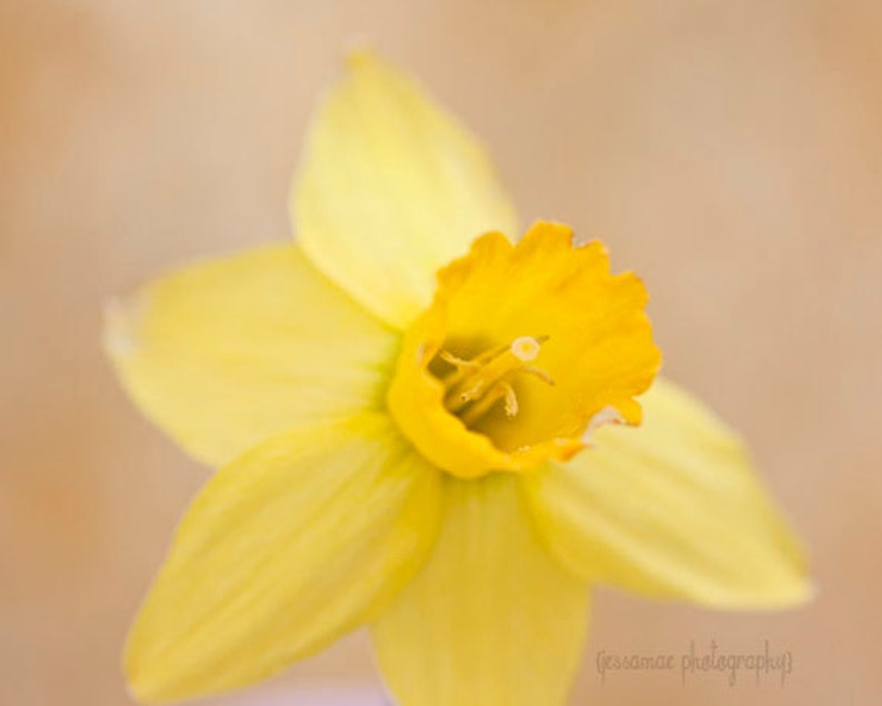 Pu&ograve; includere: Un singolo fiore di narciso giallo con un centro giallo e sei petali. Il fiore &egrave; a fuoco, mentre lo sfondo &egrave; sfocato.