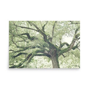 Oak Tree Photography Print, Large Oak Tree Print, Southern Oak Print, Green Oak Tree Wall Art, Oak Tree Poster, Oak Print, Oak Tree Wall Art