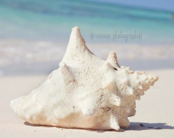 Conch Shell Photography, Seashell Art, Caribbean Art, White Conch Shell Print, Turquoise Blue, Ocean Art, Seashell Print, Pastel Beach Art