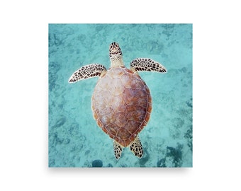 Sea Turtle Photography Print: Ocean Life Art