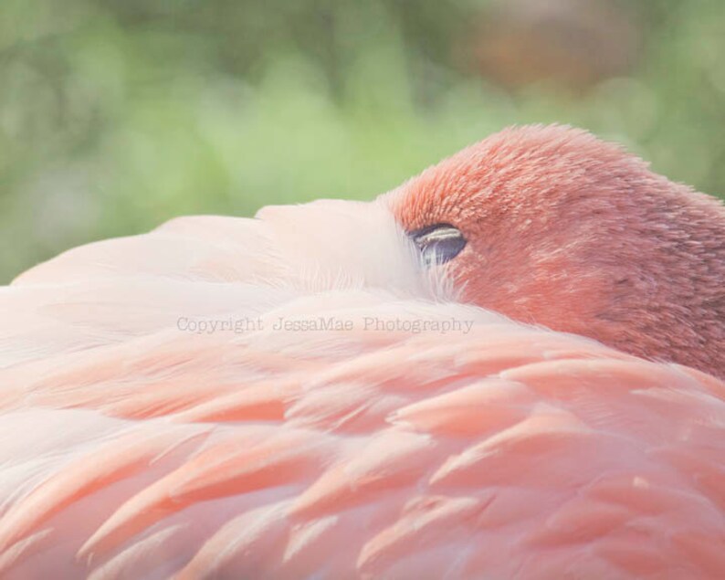 Flamingo Print Set, Pink Flamingo Art, Pink Bird Art, Pink Flamingo Photography Set, Flamingo Wall Art, Pink Art, Flamingo Decor image 3