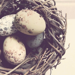 Nest Photography, Pastel Nest Print, Shabby Chic Wall Art, Brown, Blue Cream, Bird Nest Art, Nest Decor, Nest and Eggs Art, Still Life Photo