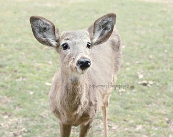 Deer Photography, Deer Art,  Pastel Deer Print, Green and Brown Art, Woodland Nursery, Wildlife Art, Nature, Woodland Animal, Deer Picture