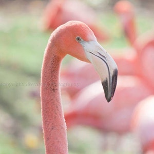 Flamingo Print Set, Pink Flamingo Art, Pink Bird Art, Pink Flamingo Photography Set, Flamingo Wall Art, Pink Art, Flamingo Decor image 2