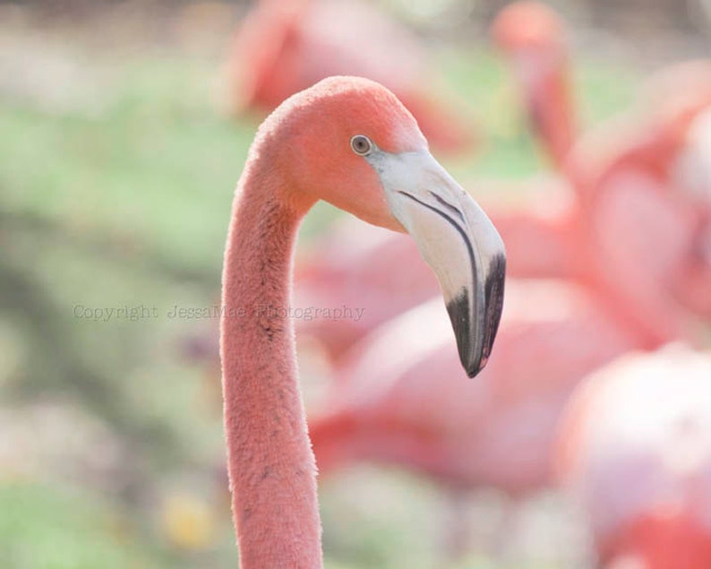 Flamingo Print Set, Pink Flamingo Art, Pink Bird Art, Pink Flamingo Photography Set, Flamingo Wall Art, Pink Art, Flamingo Decor image 2