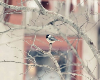 Chickadee Photography, Bird Photography, Bird Decor, Winter Print, Chickadee Bird Print, Bird Art, Pink and Gray Art, Bird Wall Art