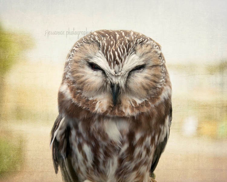 Owl Photography, Owl Print, Owl Art Print, Woodland Nursery Art, Brown Owl Decor, Owl Wall Art, Fore