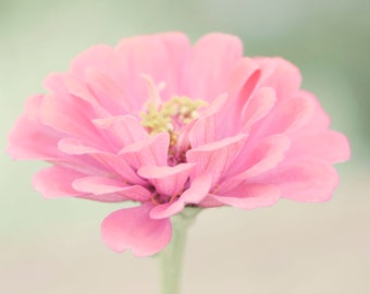 Pink Zinnia Flower Photography Print: Floral Wall Art