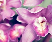 Radiant Orchid - Purple Orchid Flower Photography Print - Pantone Inspired Purple Lavender F uchsiaOrchid Photography - Floral Wall Art