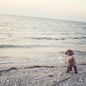 Dog Print, Dog Photography, Dog Poster, Dog Art, Labradoodle Print, Dog Beach Art, Beach Dog Art, Canine Art, Labradoodle Art, Dog Gift