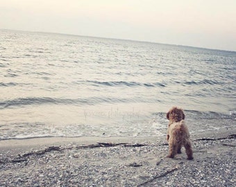 Stampa artistica Labradoodle Beach: fotografia di cani, paesaggio marino canino