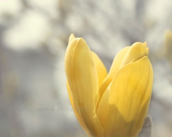 Gray and Yellow Wall Art,  Yellow and Gray Print, Yellow and Gray Art, Pastel, Magnolia, Flower Photography, Gray and Yellow Floral Print