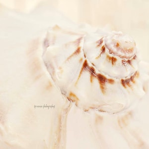 Seashell Photography Print, White Seashell Print, Brown and White Nautical Art, Shell Wall Art, Seashell Decor, Seashell Art Print