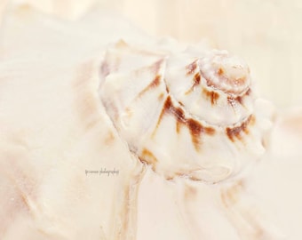 Seashell Photography Print, White Seashell Print, Brown and White Nautical Art, Shell Wall Art, Seashell Decor, Seashell Art Print