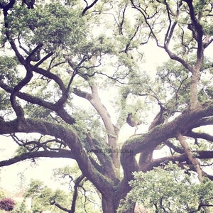 Tree Photography, Oak Tree Photography, Oak Art, Oak Print, Old South, Louisiana, Oak Tree Art, Oak Tree Print, Tree Photography, Tree Print