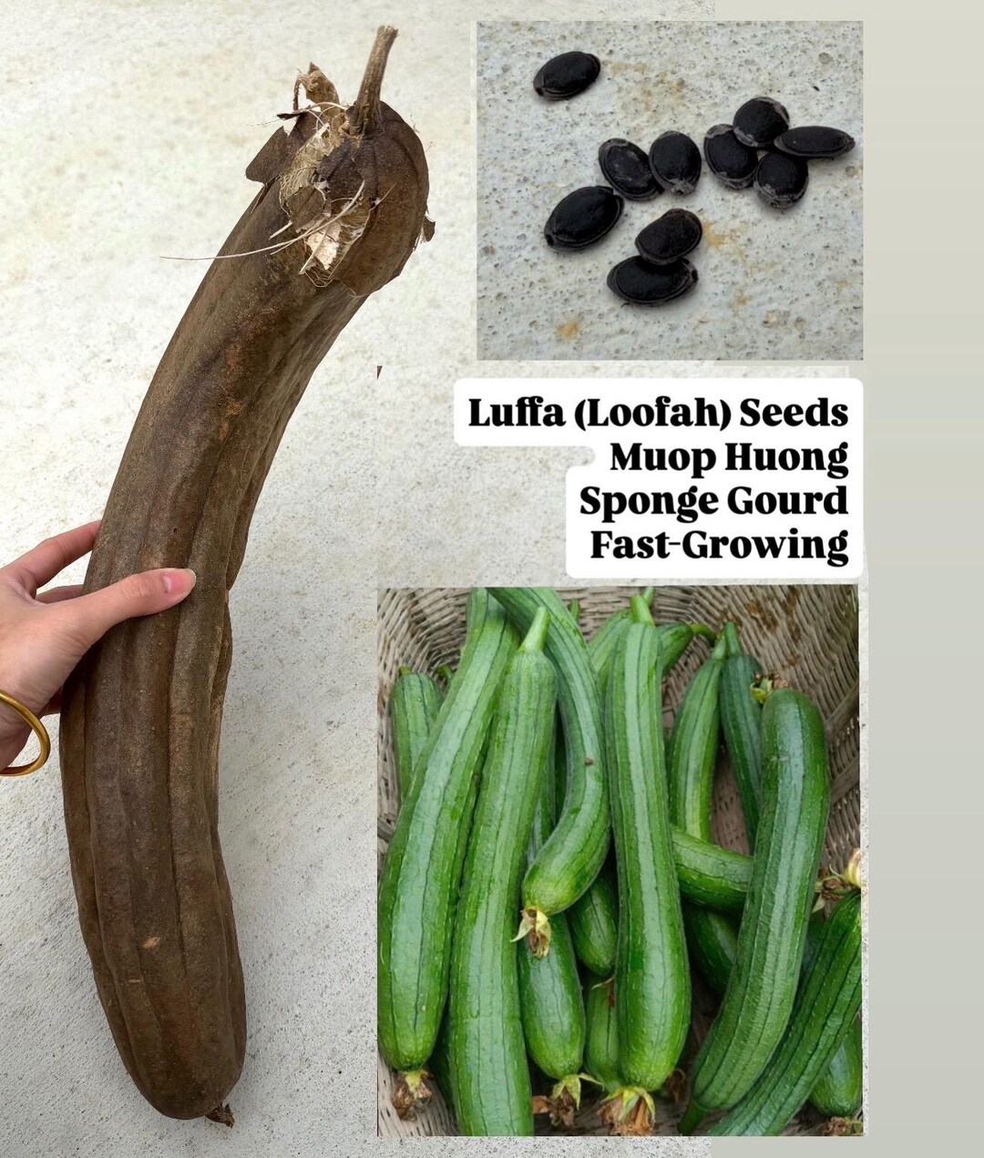 Luffa Ground Luffa Seeds – Loofah / Muop / Sponge Gourd – Fast Growing Climbing ...