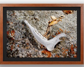 May include: A framed print featuring a close-up of a white animal jawbone with visible teeth, resting on a textured gray and orange rock surface. Dried leaves and twigs are scattered around the bone, creating a naturalistic composition.
