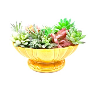 May include: A yellow ceramic planter with a scalloped rim and a pedestal base, filled with a variety of green and red succulents.