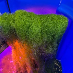 Chaetomorpha - Marco Algae - Chaeto for saltwater aquarium - 1/2 cup (UPS Ground)