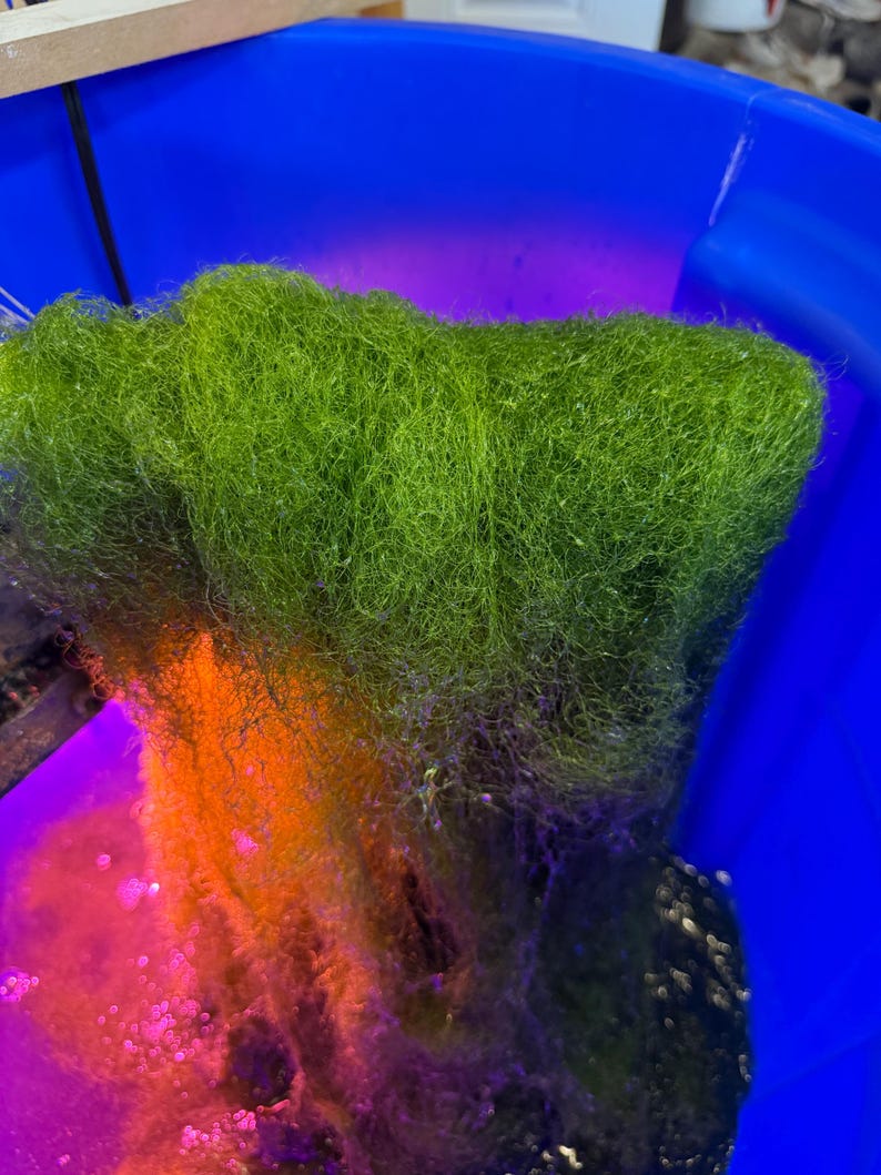 Chaetomorpha - Marco Algae - Chaeto for Saltwater Aquarium - 1 Cup (UPS ...