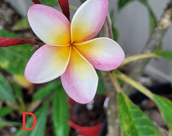 2 FOR 1 Frangipani (plumeria) Cuttings 9-14 inches