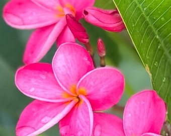9-14 inch Frangipani (plumeria) Cuttings