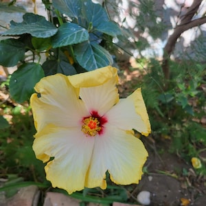 Hibiscus yellow 3 tall 10/15 cm