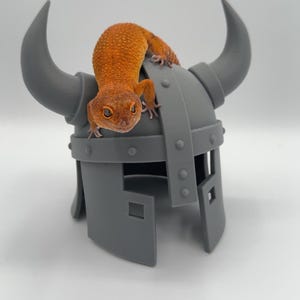 Può includere: Un geco leopardo arancione brillante con macchie scure appoggiato sopra un elmo in plastica grigio opaco. L'elmo presenta due grandi corna ricurve sui lati, una fascia verticale centrale con rivetti circolari e aperture oculari quadrate sul davanti.