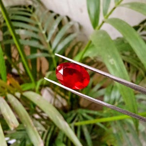 May include: A vibrant, oval-cut, red gemstone is held by tweezers against a backdrop of green foliage. The gemstone's facets catch the light, showcasing its brilliant color and clarity. This image highlights the beauty of a polished gemstone.
