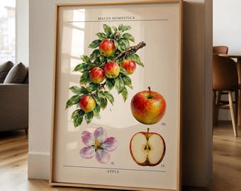Art mural botanique IMPRIMÉ Pommier | vintage d'illustration botanique | Impression de style histoire naturelle