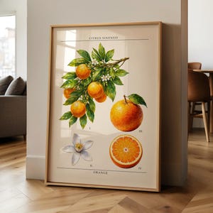 Orangenbaum GEDRUCKTE botanische Wand-Kunst | Vintage Botanische Illustration Poster | Druck im naturhistorischen Stil