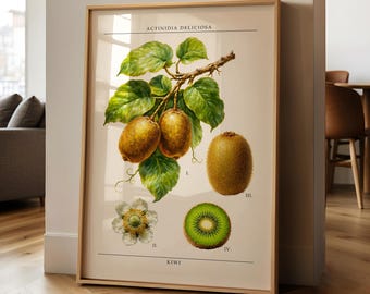 Kiwi PRINTED Botanical Wall Art | Vintage Botanical Illustration Poster | Natural History Style Print