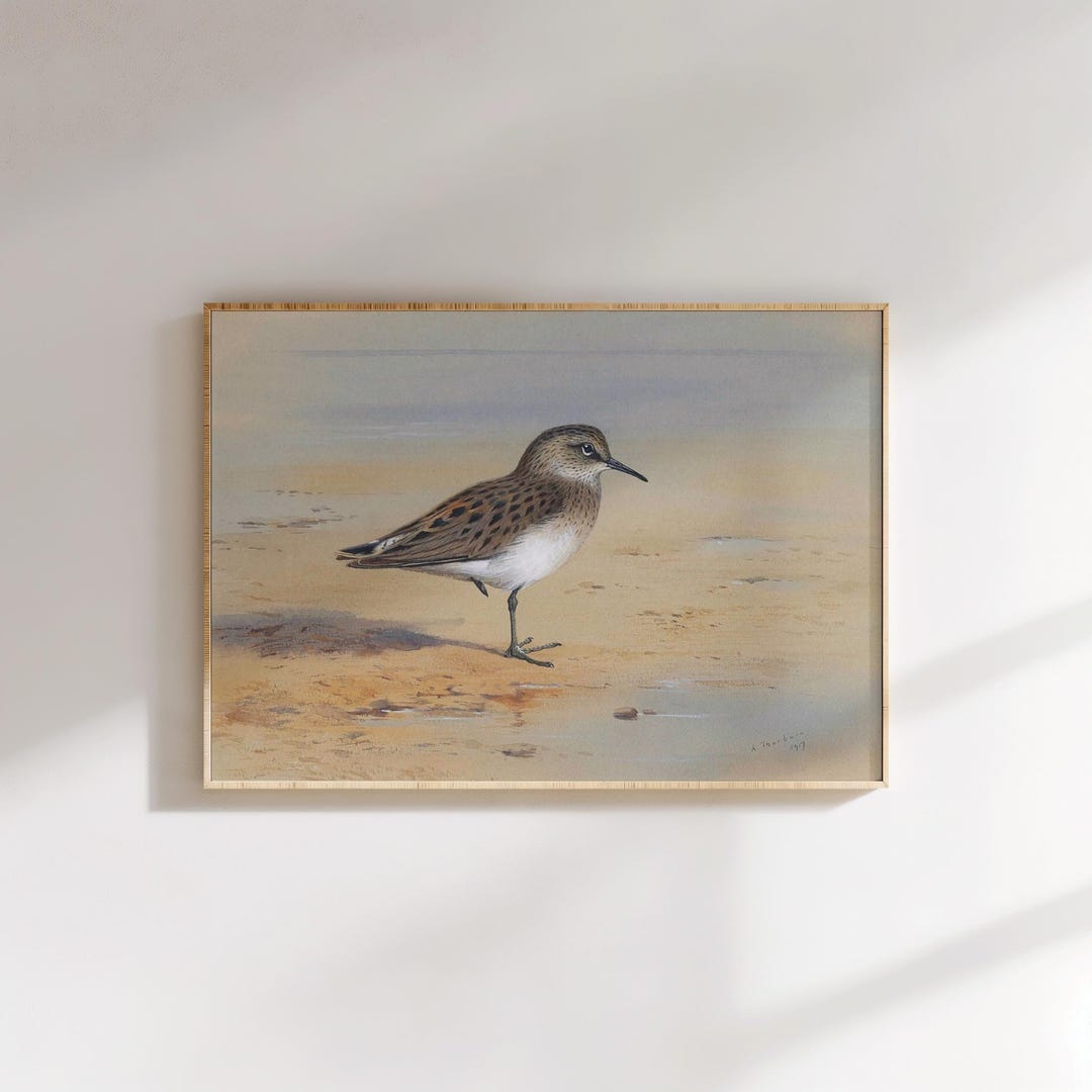 Vintage Sandpiper Coastal Print: Beach Painting Seascape Wall Art - Etsy