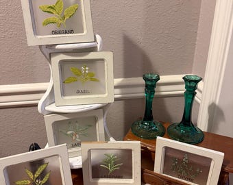 Set of 6 herb pictures