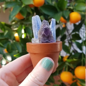 Puede incluir: Una pequeña maceta de terracota con un grupo de cristales de cianita azul y amatista. La maceta está en una mano con esmalte de uñas verde.