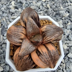 Haworthia Springbokvlakensis Hybrid Variegated